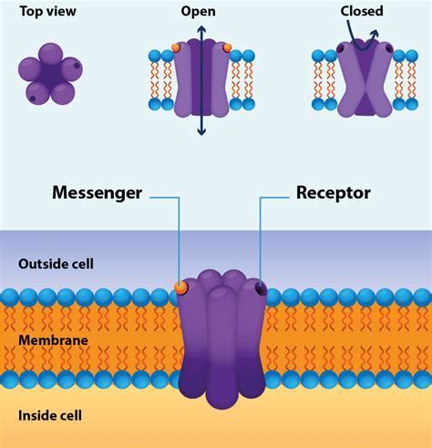 ion channels examples